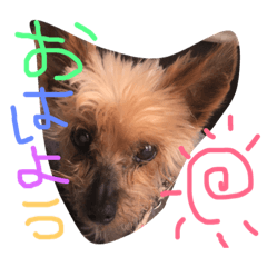 [LINEスタンプ] のんdog
