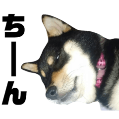 [LINEスタンプ] すずちゃんスタンプ1