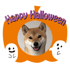 [LINEスタンプ] 柴ハロウィン