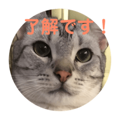 [LINEスタンプ] アメショのルイくん日常編