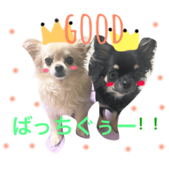 [LINEスタンプ] こはむぎげんまいver.1