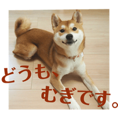[LINEスタンプ] 柴犬むぎちゃん
