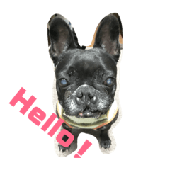 [LINEスタンプ] ぶさかわフレンチブルドック❤︎クロベェ