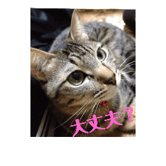 [LINEスタンプ] ミルくぅココの日常