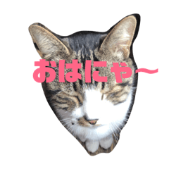 [LINEスタンプ] ちゃんこです