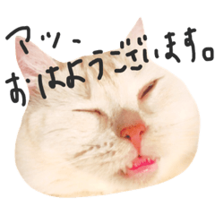 [LINEスタンプ] 黒猫と黄ばんだ猫と仲間たち。