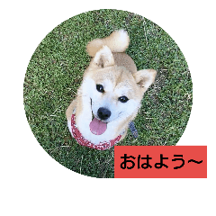 [LINEスタンプ] 豆柴おまめちゃん日常の会話編だよー