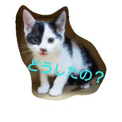 [LINEスタンプ] コタローの日常②