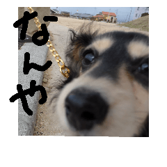 [LINEスタンプ] 見てくれ！可愛いすぎる犬スタンプ(関西弁)の画像（メイン）