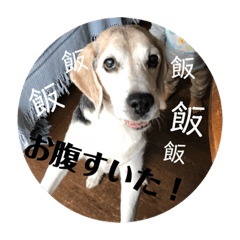 [LINEスタンプ] じゃじゃ丸スタンプ