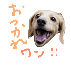 [LINEスタンプ] 犬のミーコ