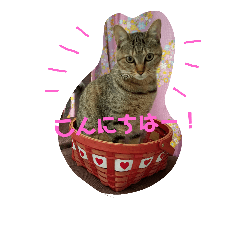 [LINEスタンプ] 敬語猫まりんの画像（メイン）