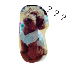[LINEスタンプ] 犬のフラン君