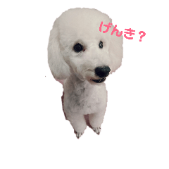 [LINEスタンプ] トイプードルのあいさつ