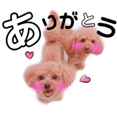 [LINEスタンプ] トイプーちゃんの毎日♪