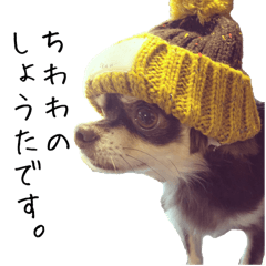 [LINEスタンプ] チワワのしょうたくん。2