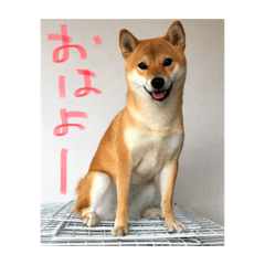 [LINEスタンプ] 柴の日常