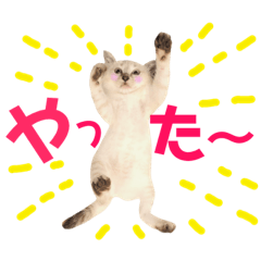 [LINEスタンプ] ねこすた・シャムミックス猫バージョン