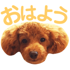 [LINEスタンプ] パディ
