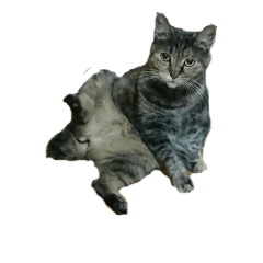 [LINEスタンプ] 我が家の猫様①