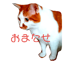 [LINEスタンプ] なおけのねこども