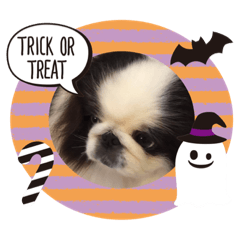 [LINEスタンプ] ペキニーズ☆ハロウィン
