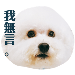 [LINEスタンプ] 可愛いビション バション いぬ