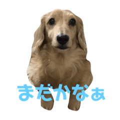 [LINEスタンプ] 名犬くっきーの画像（メイン）