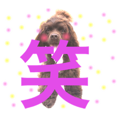 [LINEスタンプ] アメリカンコッカースパニエルฅ´•ᴥ•`ฅ