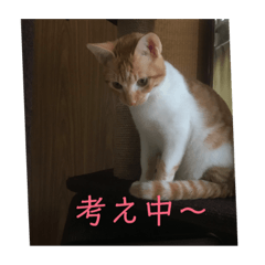 [LINEスタンプ] 幸せな猫たち