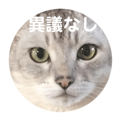 [LINEスタンプ] ユーモアねこスタンプ