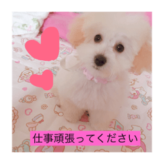 [LINEスタンプ] うちのらぶ❤︎2