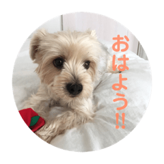 [LINEスタンプ] くぅスタンプ1