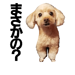 [LINEスタンプ] ちびのトイプーまりん
