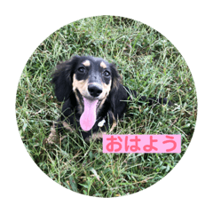 [LINEスタンプ] ダックスフンド ニコ
