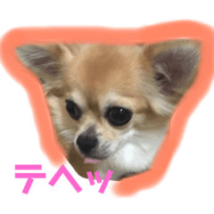 [LINEスタンプ] チワワのかえで1