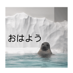 [LINEスタンプ] アザラシの発言