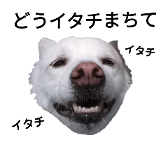 あいさつわんこ3