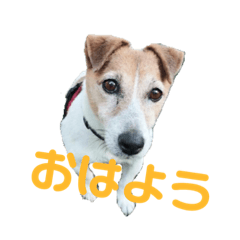 [LINEスタンプ] 愛犬！エルちゃん