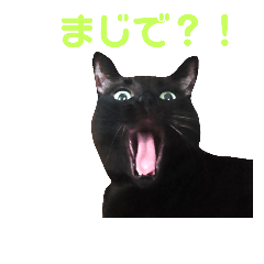 [LINEスタンプ] 黒ネコづくし。2