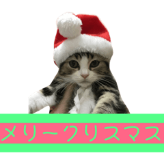 [LINEスタンプ] ぽんずの日々