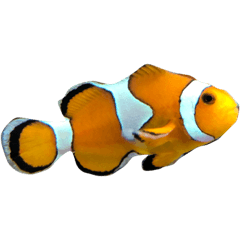 [LINEスタンプ] 海の生き物（写真）