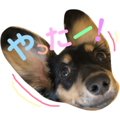 [LINEスタンプ] ミニチュアダックスフンド ニコ 2