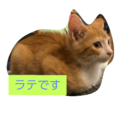 [LINEスタンプ] 子猫のラテ君 スタンプ
