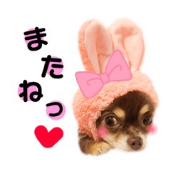 [LINEスタンプ] チワワのモカちゃん♡Happy Smile♡