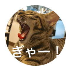 [LINEスタンプ] ノリヲんちのネコ02
