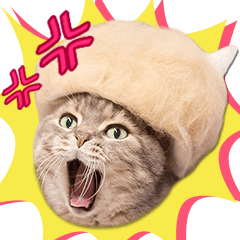 [LINEスタンプ] 「抜け毛帽子」かわいい猫の実写スタンプ2の画像（メイン）
