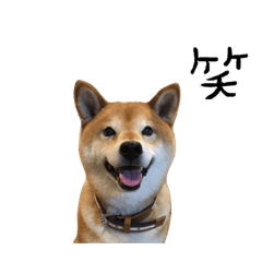 [LINEスタンプ] ユカイな犬たち