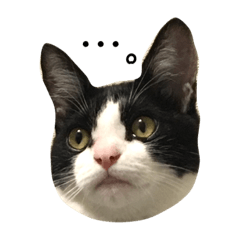 [LINEスタンプ] ハチワレにゃんこ ♪ 2