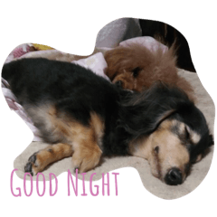 [LINEスタンプ] もも＆ここ